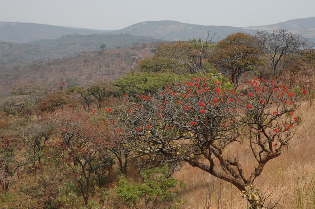 Blick auf das Buschland des Nyika-Plateau