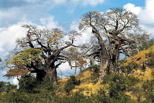 Baobab, Südafrika