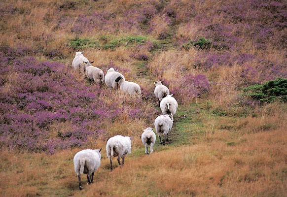 Schafe, Dänemark