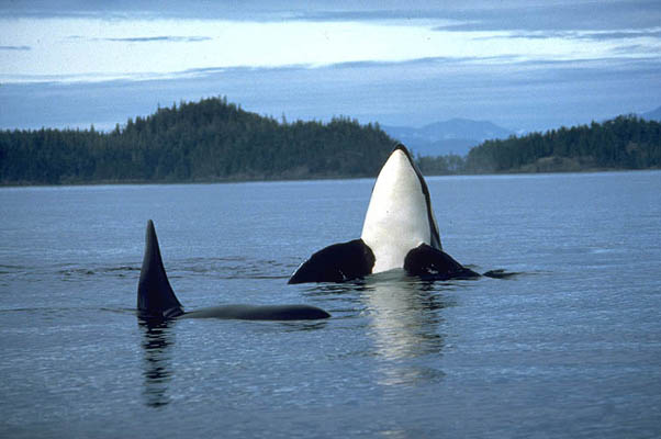Walbeobachtung eines Orca, Robson Bight, Vancouver Island, Kanada
