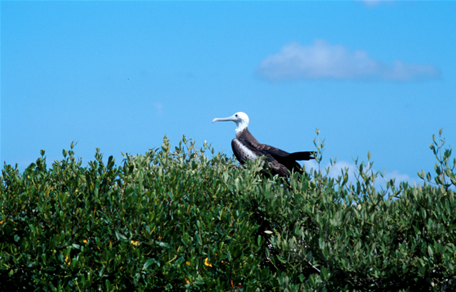 Barbuda - Fregattvögel im Naturschutzreservat - Frigate Birds, Antigua & Barbuda