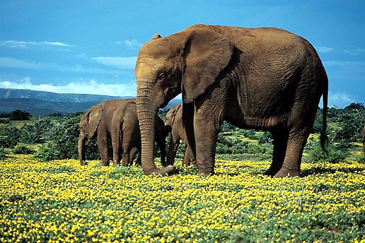 Addo Elephant Park, Südafrika