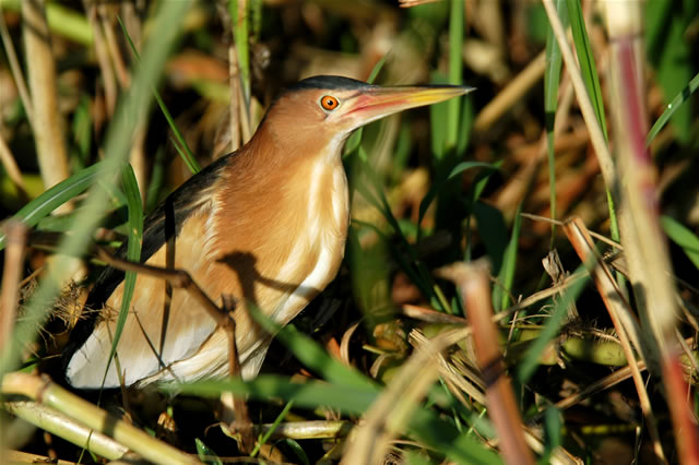 Wasservogel im im Liwonde-Nationalpark