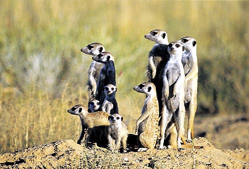 Kalahari Gemsbok Park, Südafrika
