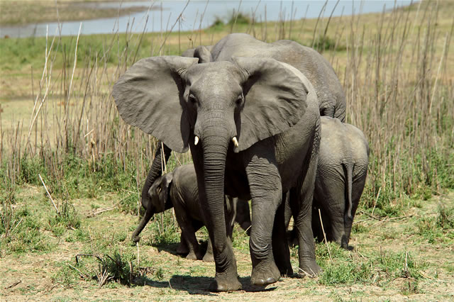 Eine kleine Gruppe Elefanten mit Jungtieren
