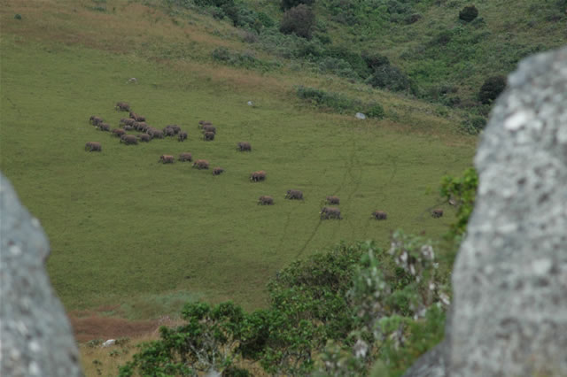 Elefantenherde wandert über Grasland