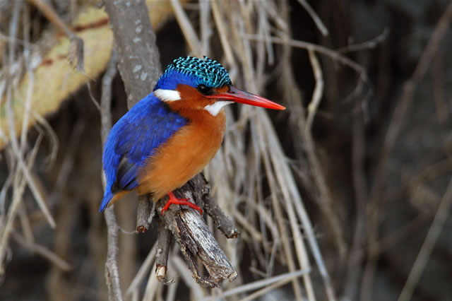 Vogelbeobachtung im im Liwonde-Nationalpark
