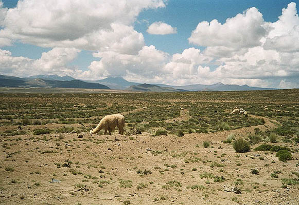 Lamaherde im Hochland, Peru