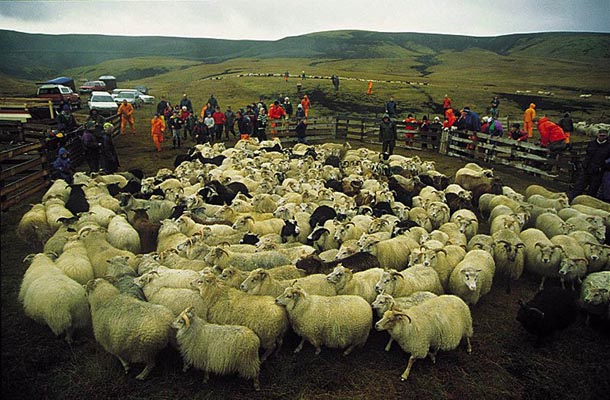 Sheep corrals in autumn, Island