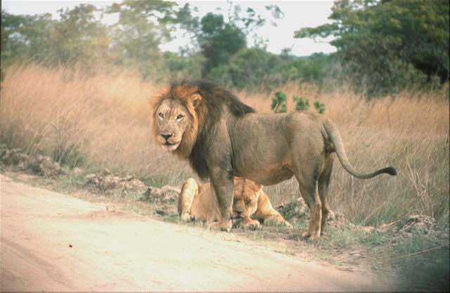 Löwen im Kasungu-Nationalpark