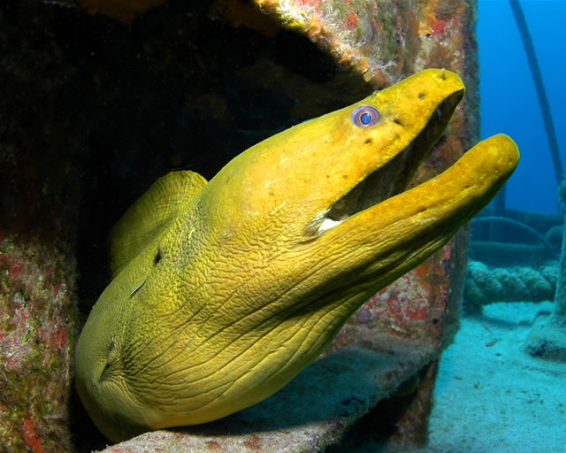Nassau - Stuart Cove\'s Dive, Bahamas