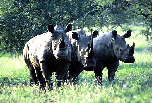 Rhinos, Südafrika