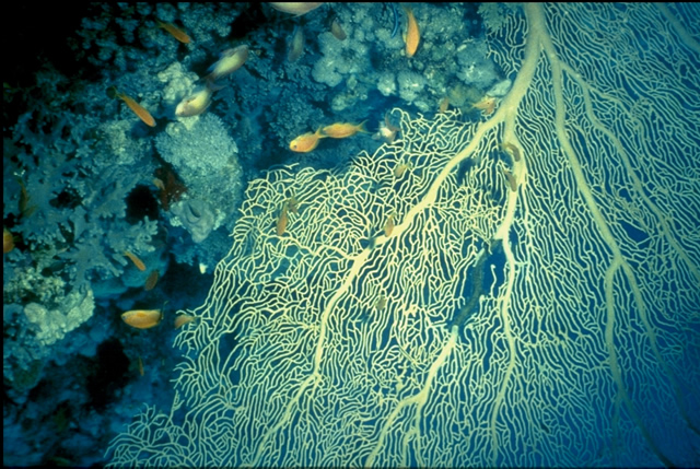 Unterwasserwelt im Roten Meer