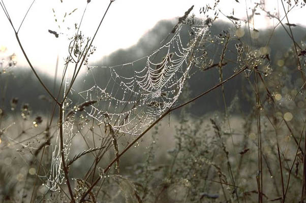 Kaschubische Seenplatte - Spinnennetz am Morgen, Polen