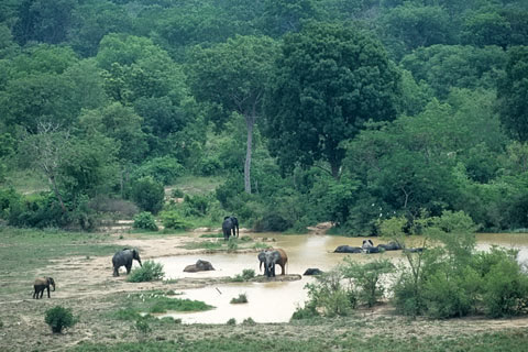 Elefanten, Ghana