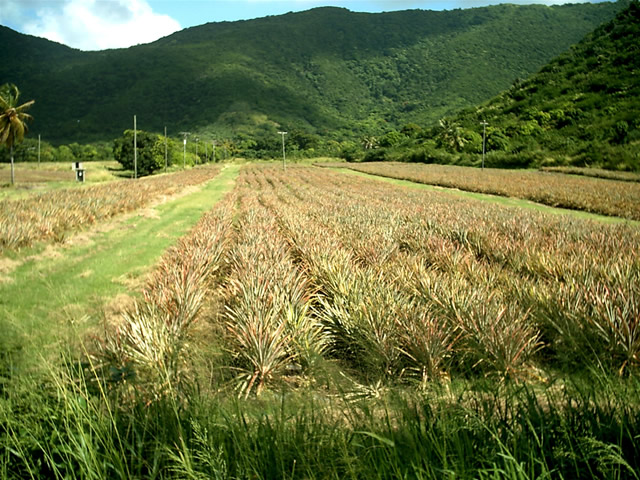 Ananasplantage - Pineapple Plantation, Antigua & Barbuda