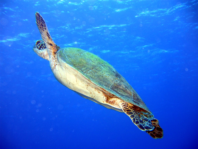 Meeresschildkröte, Cook Islands