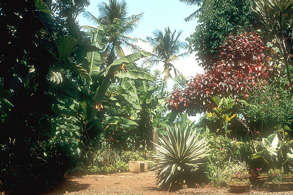 Vegetation, Sri Lanka