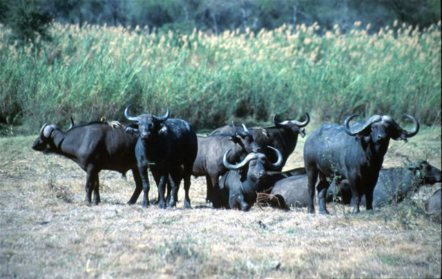 Büffelherde im Vwaza Nationalpark