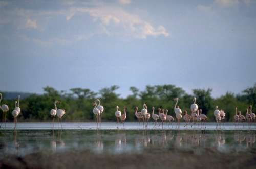 Flamingos - Etoscha-Nationalpark, Namibia
