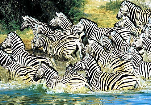 Zebras, Südafrika