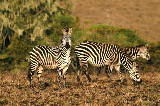 Zebras auf dem Nyika-Plateau