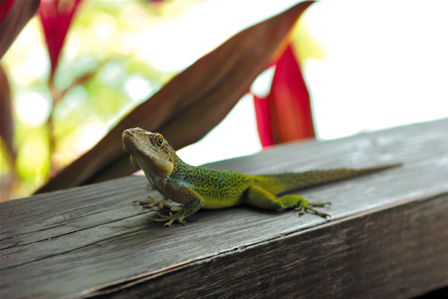 Gecko, Antigua & Barbuda