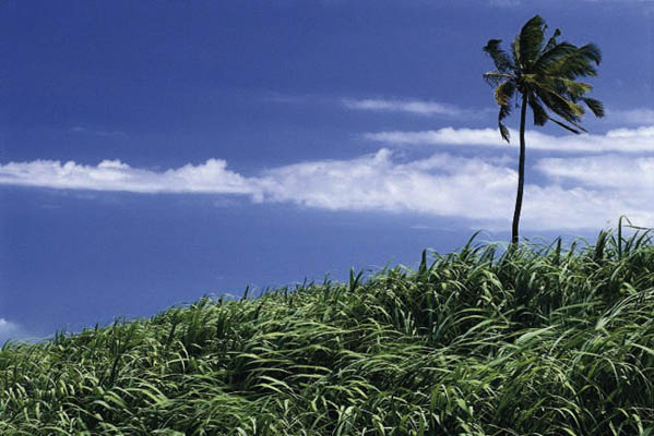 Zuckerrohrfelder, Mauritius