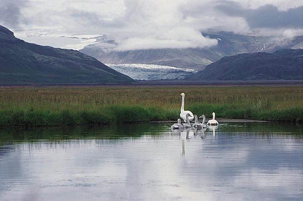 Swans, Island