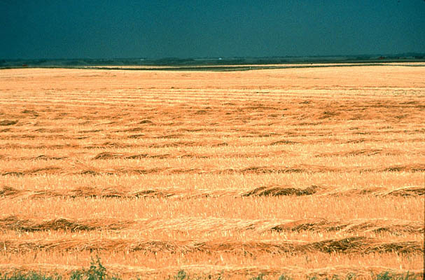 Great Plains, Landwirtschaft, Getreide, Kanada
