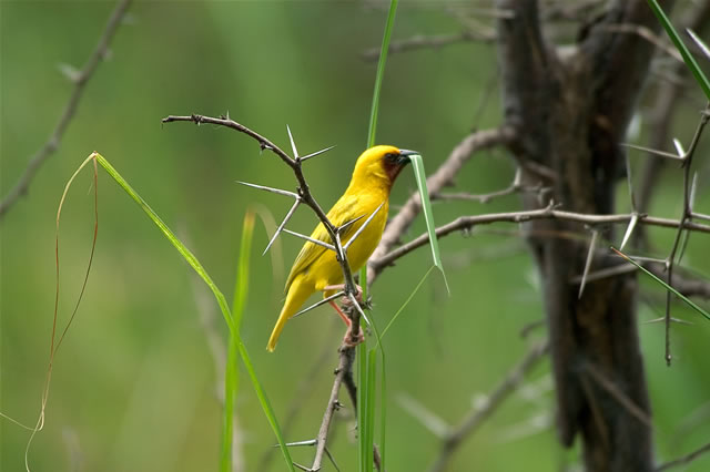 Gelber Vogel im Liwonde-Nationalpark