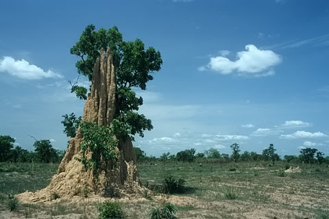 Termitenhügel, Ghana