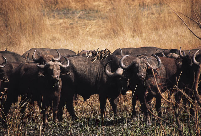 Büffel im Kasungu-Nationalpark