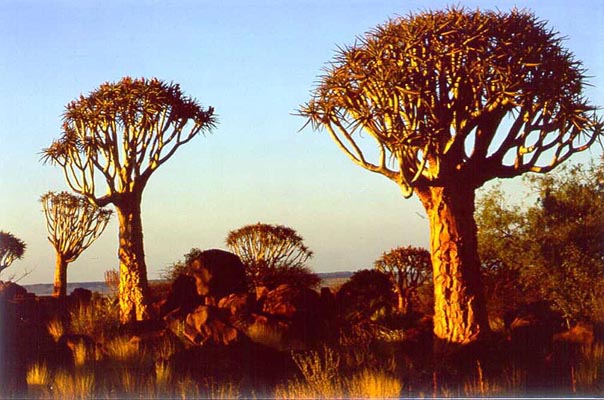 der Köcherbaum, Namibia