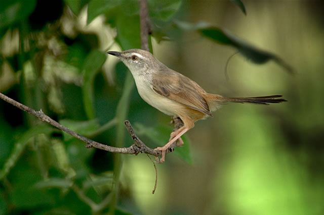 Vögel im Liwonde-Nationalpark