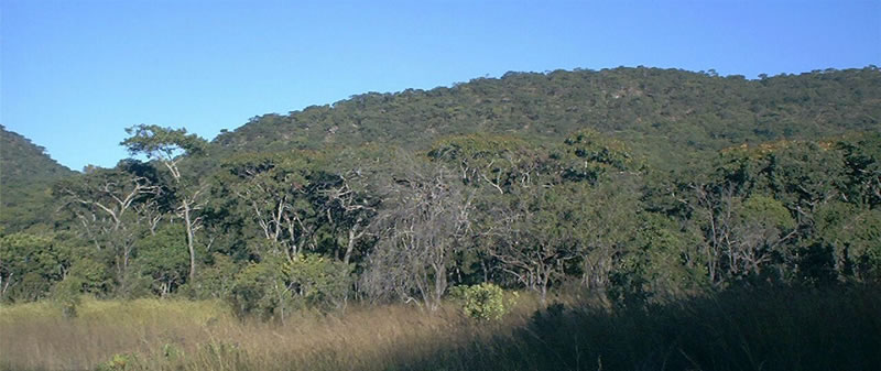 Dzalanyama - Miombo-Wälder