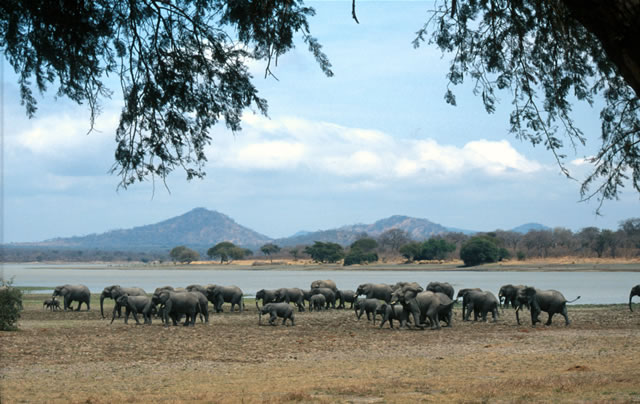 Elefantenherde im Vwaza Nationalpark