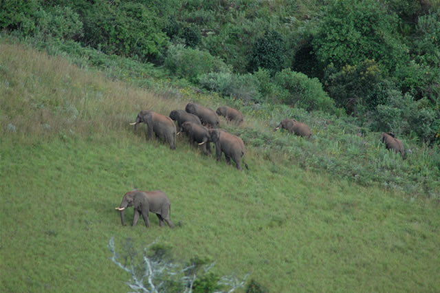 Ein Gruppe Elefanten im hohen Gras
