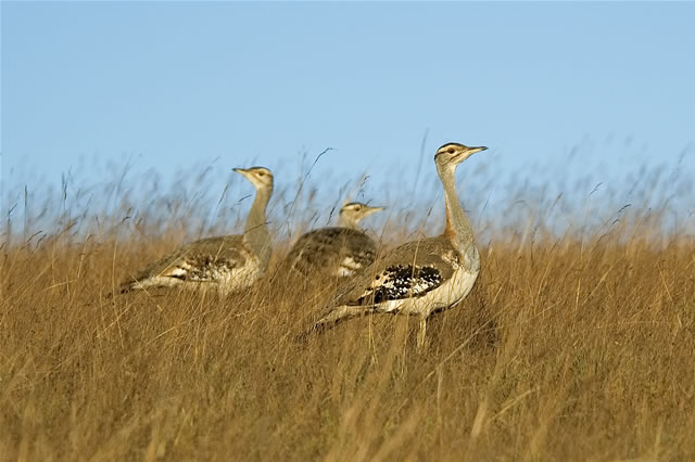 Laufvögel auf dem Nyika-Plateau