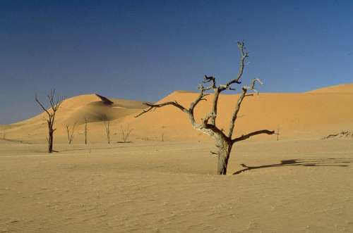 Abgestorbene Akazien - Dünennamib, Namibia