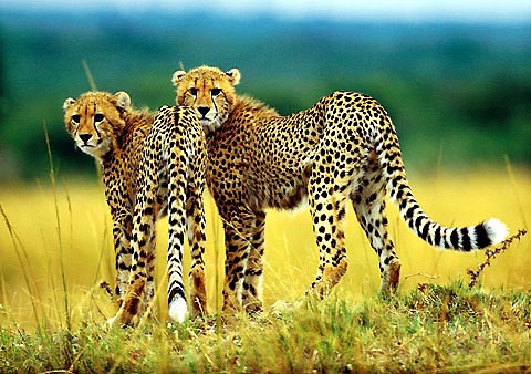 Cheetahs, Südafrika