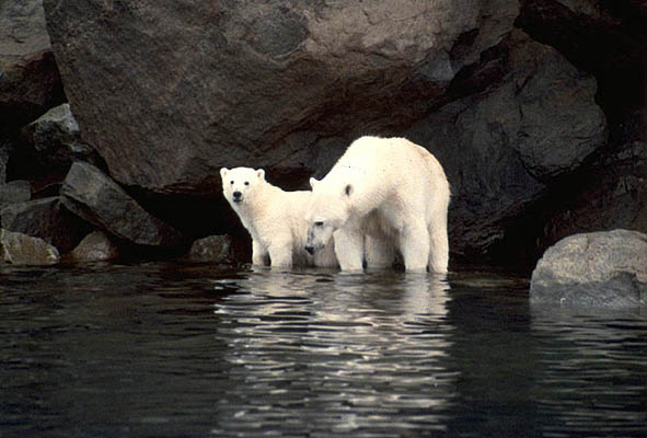 Eisbären, Kanada