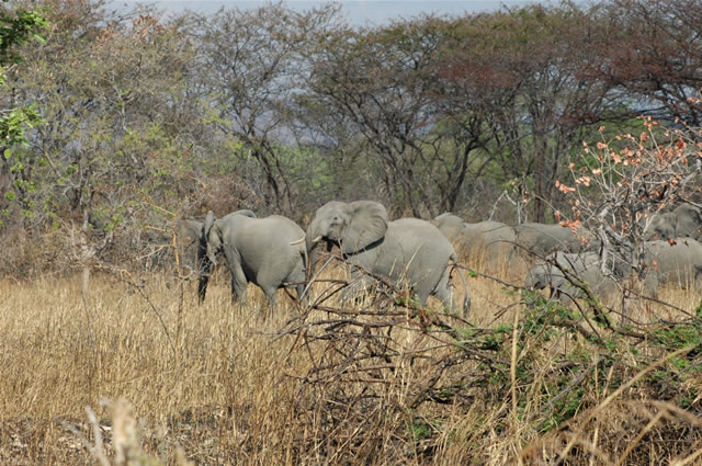 Elefanten im Vwasa Marsh am Lake Kazuni
