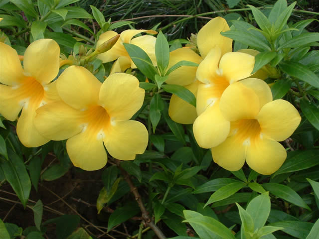 Blüten - Flowers, Antigua & Barbuda