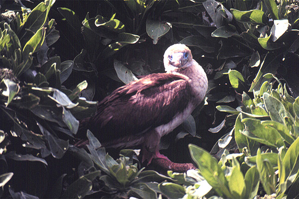 Hidden Bird, Fidschi