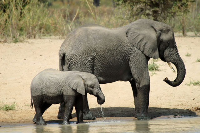 Elefantenmama mit Jungtier am Wasserloch