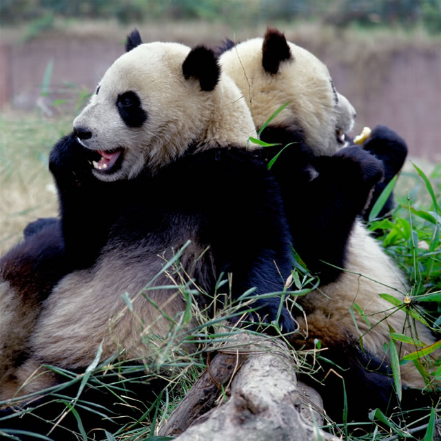 Großer Panda, China