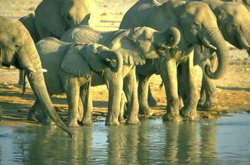 Elefanten an der Wasserstellen - Etoscha-Nationalpark, Namibia