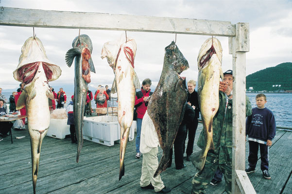 Harstad Fishing festival Weighing of catch Cod Halibut Ling, Norwegen