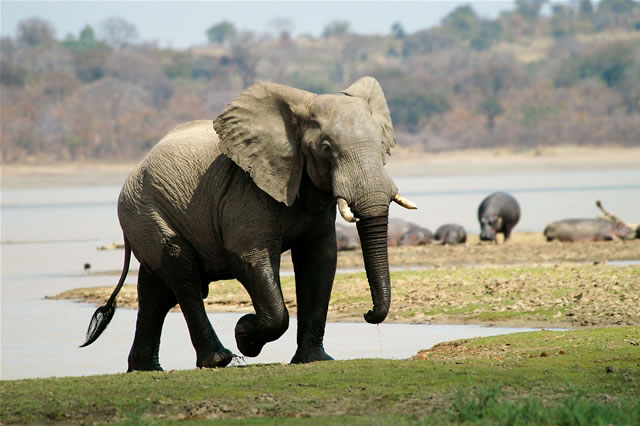 Imposanter Elefantenbulle und Nilpferde im Vwaza Nationalpark